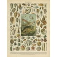 thumbnail image 2 of Babbitt, Gwendolyn 12x14 Gold Ornate Wood Framed with Double Matting Museum Art Print Titled - Mollusques, 2 of 4