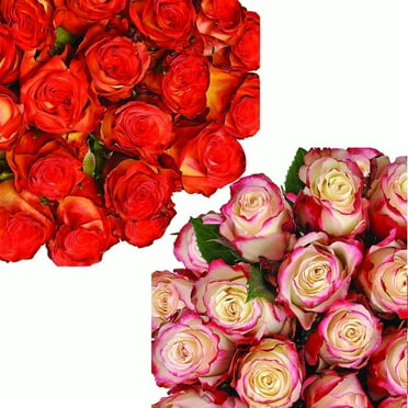 Roses 50 Stems of Assorted BiColor Growers will Choose From Hot Pink, Light Pink, Yellow, White, Orange Colors Farm Direct Fresh Cut Flowers by Bloomingmore