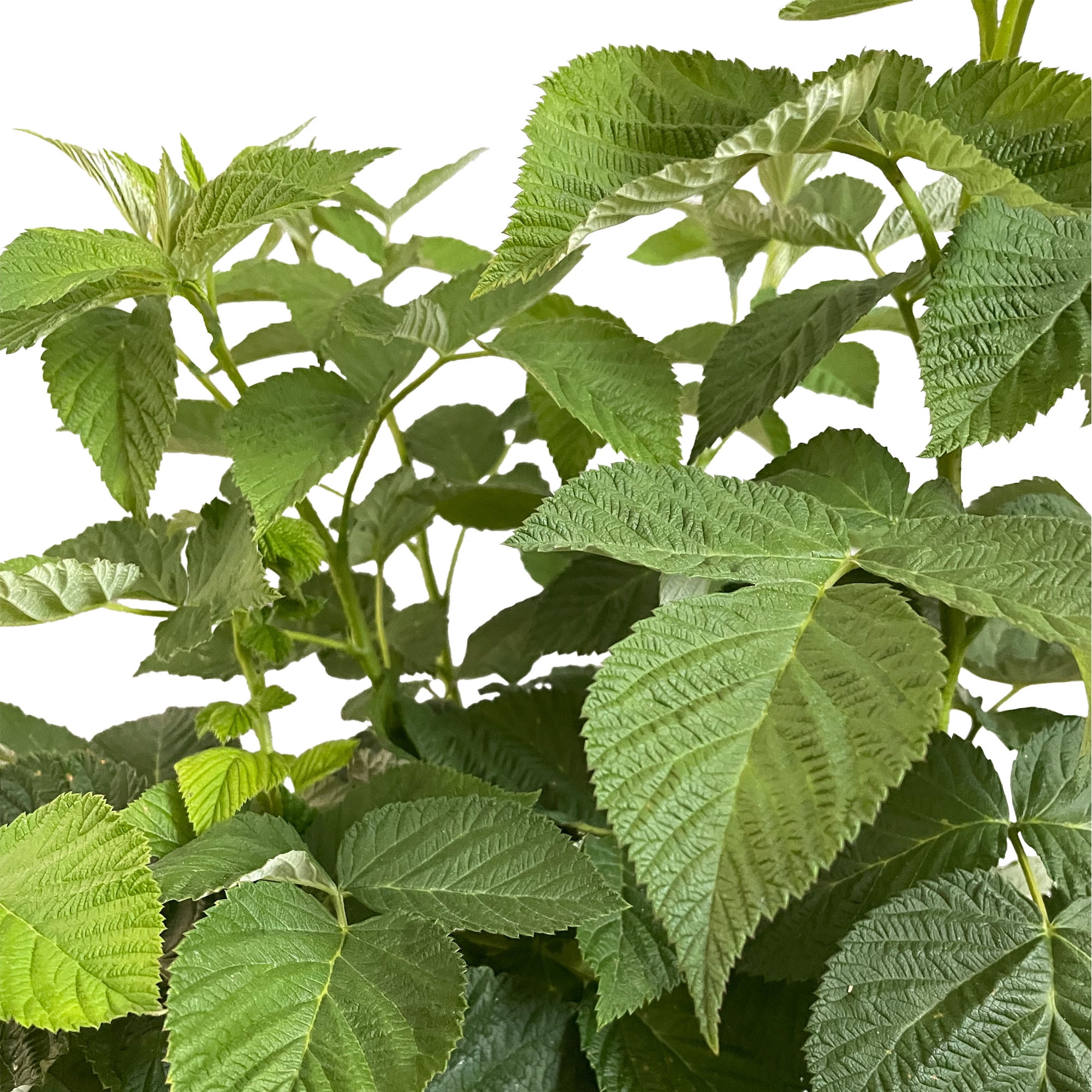 Expert Gardener Nantahala Raspberry Live Shrub, 1 gal