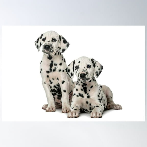 Dalmatian Puppies - 101 Dogs Poster, 8x12 UNFRAMED