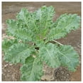 thumbnail image 3 of Everwilde Farms - 1000 Siberian Dwarf Kale Seeds - Gold Vault Jumbo Bulk Seed Packet, 3 of 5