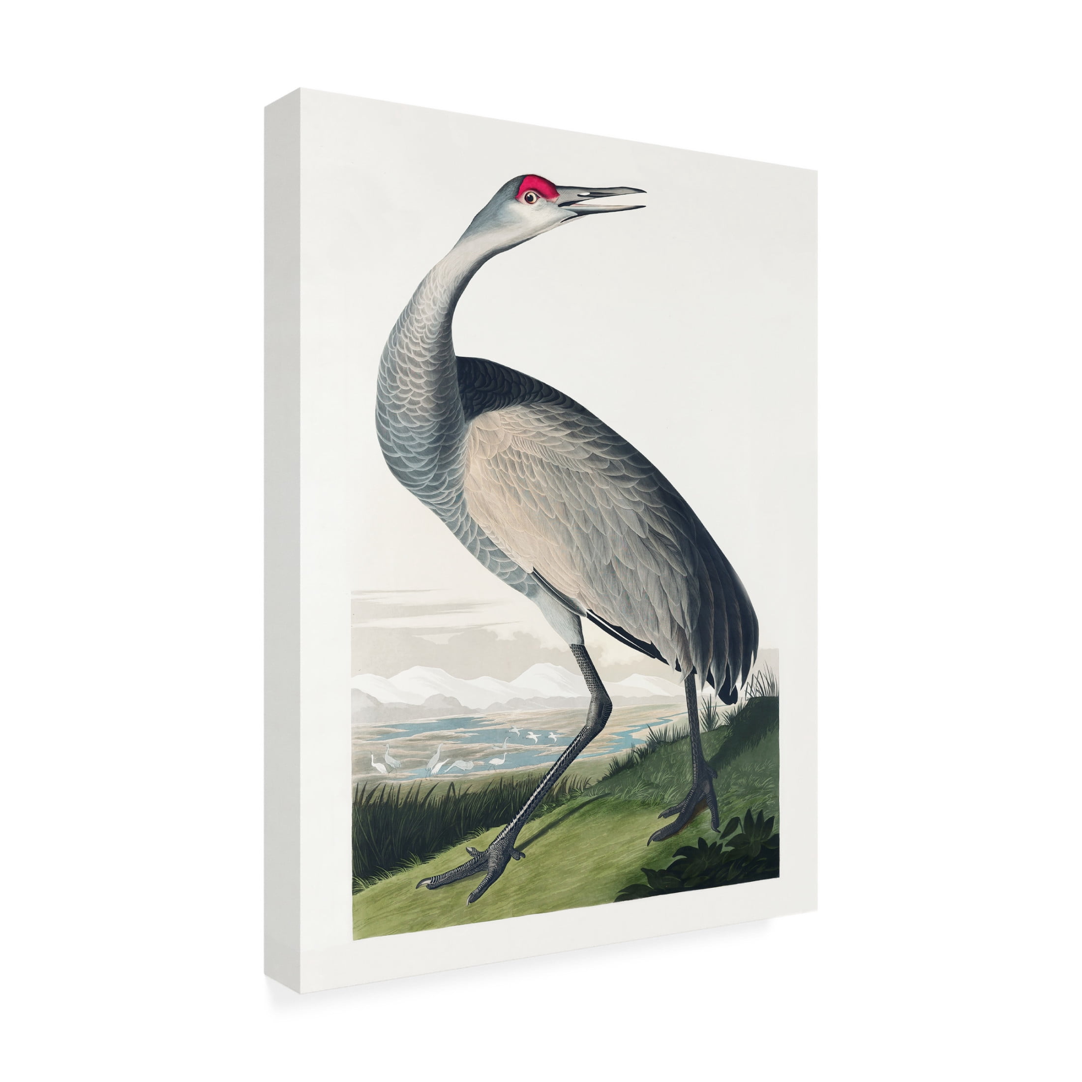 Trademark Fine Art Pictufy   Hooping Crane From Birds of America 1827 Canvas Wall Art