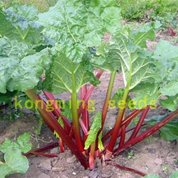 GSDWIUEW Seeds Rhubarb Original Organic Russian Heirloom Vegetable Seed