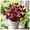 MidnightBlue-a, variant on Midnight Blue Hostas Planting-(Non-Artificial)-Ornamental-Bloom Year After Year-Premium Garden Stakes-Fast Growing, Home Decoration-Beautiful Gift Garden-