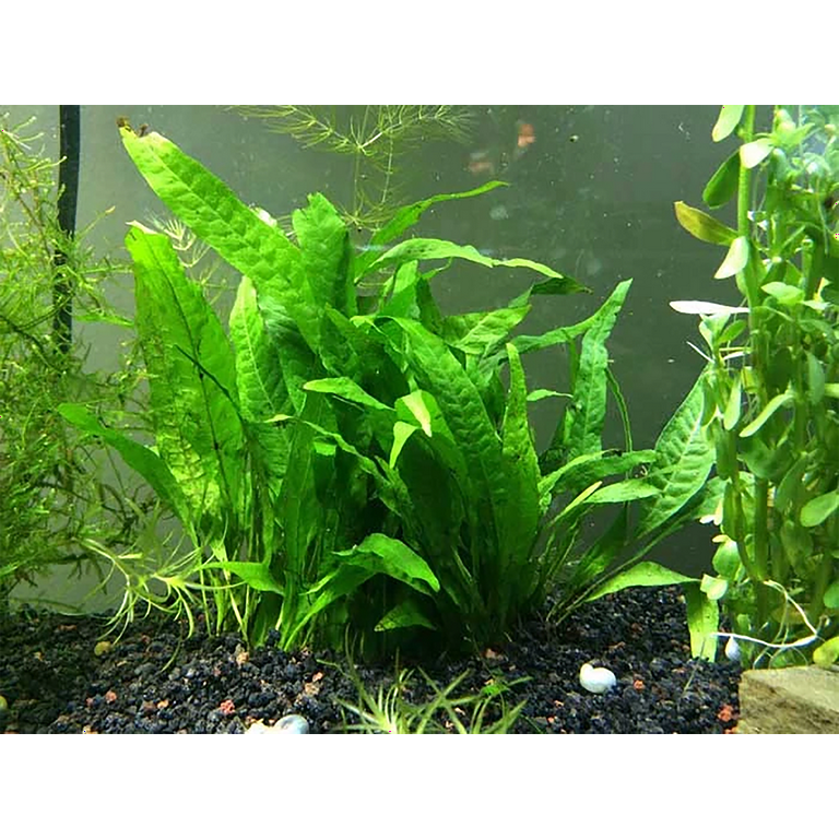 Java Fern Aquarium