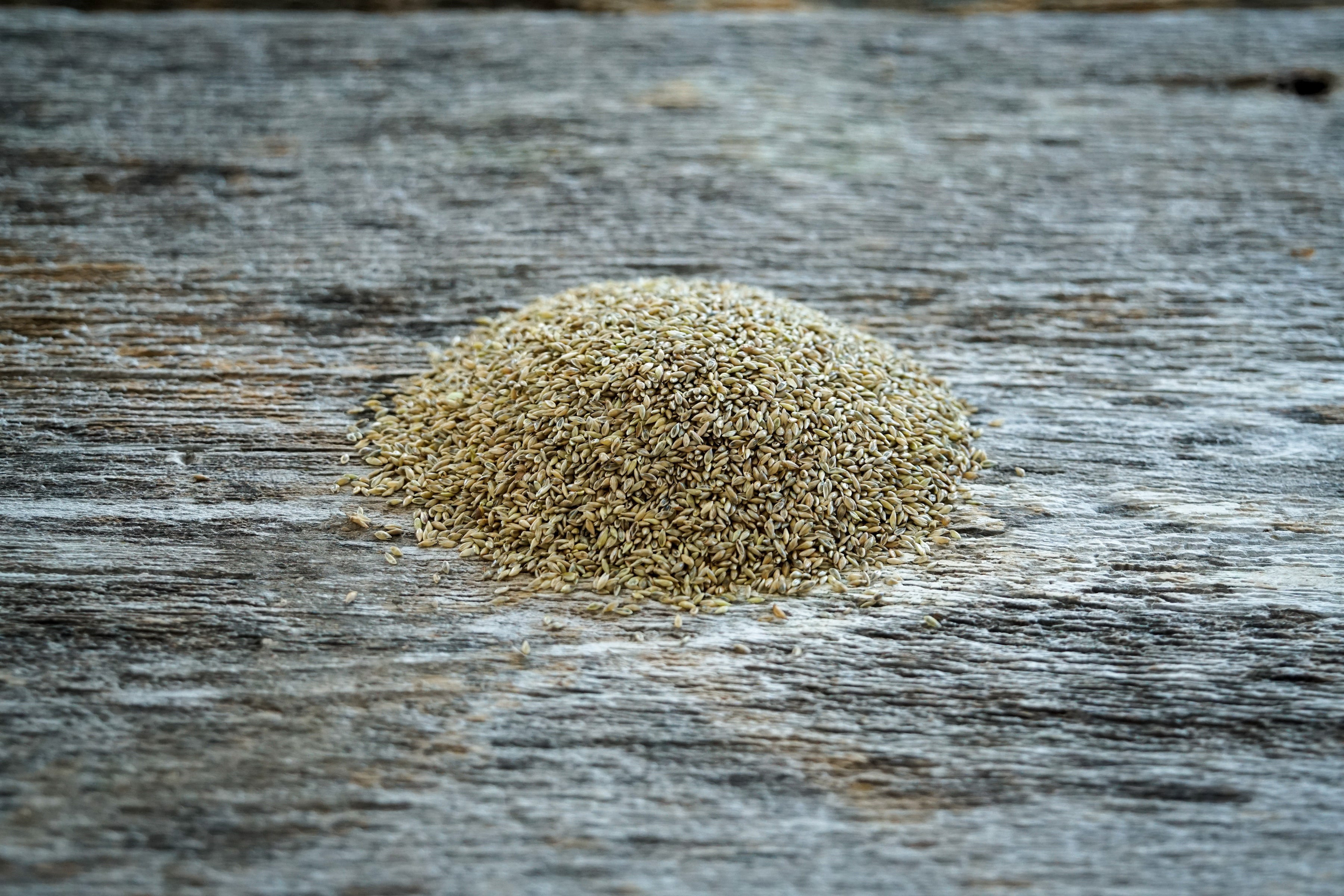 Hale Habitat & Seed Switchgrass Native Grass Seed, Deer & Wildlife Cover, 2 lbs Pure Live Seed