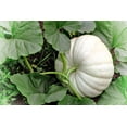 thumbnail image 2 of 5 Seeds WHITE CASPER PUMPKIN White Skin Orange Flesh Cucurbita Maxima Vegetable Seeds, 2 of 7