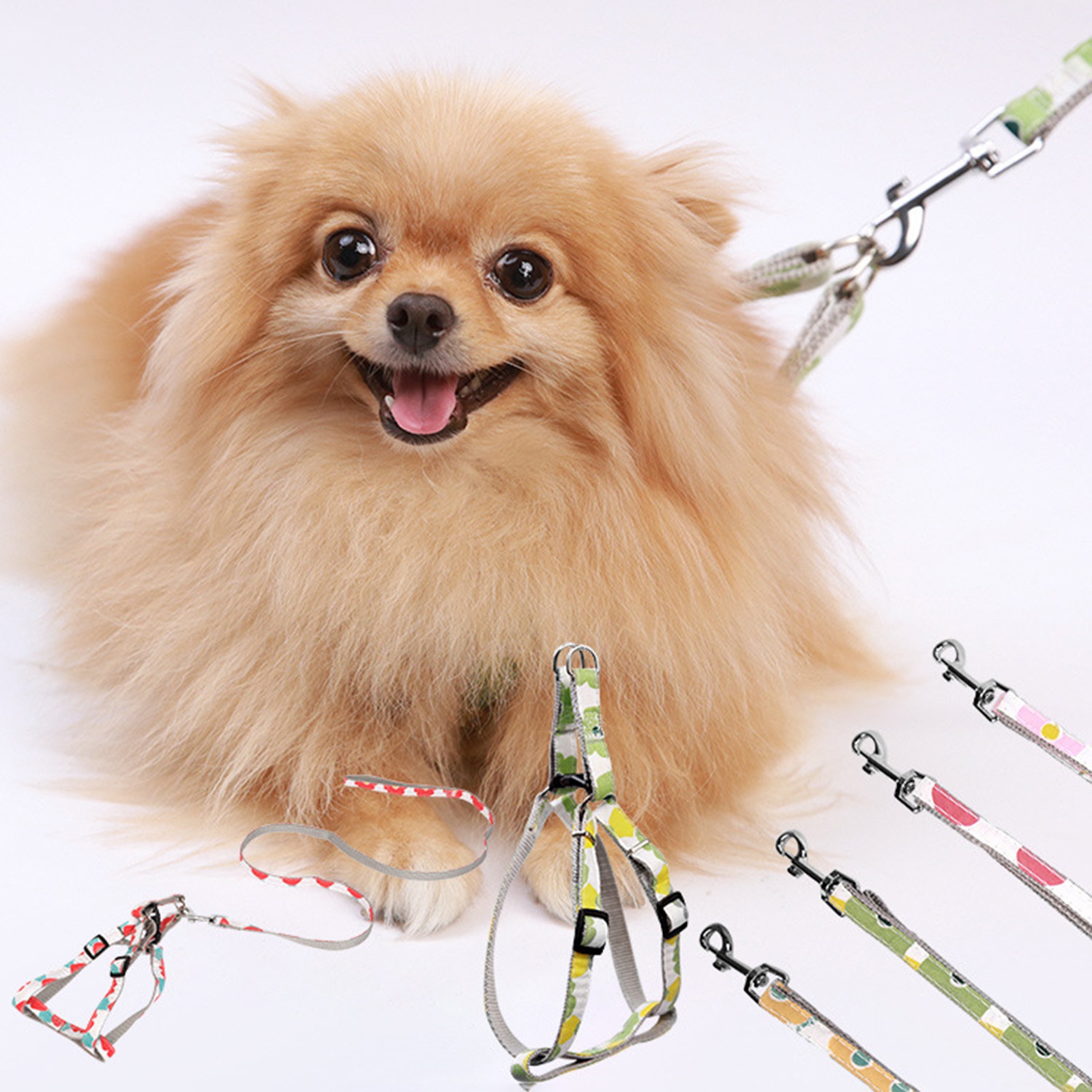 Can Pomeranians Wear Collars