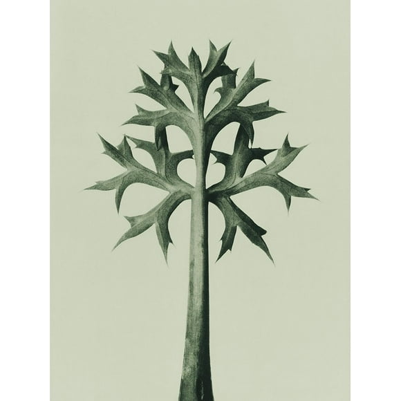 Eryngium Bourgatii (Mediterranean Sea Holly) Poster Print by Karl Blossfeldt (24 x 36) # 54734