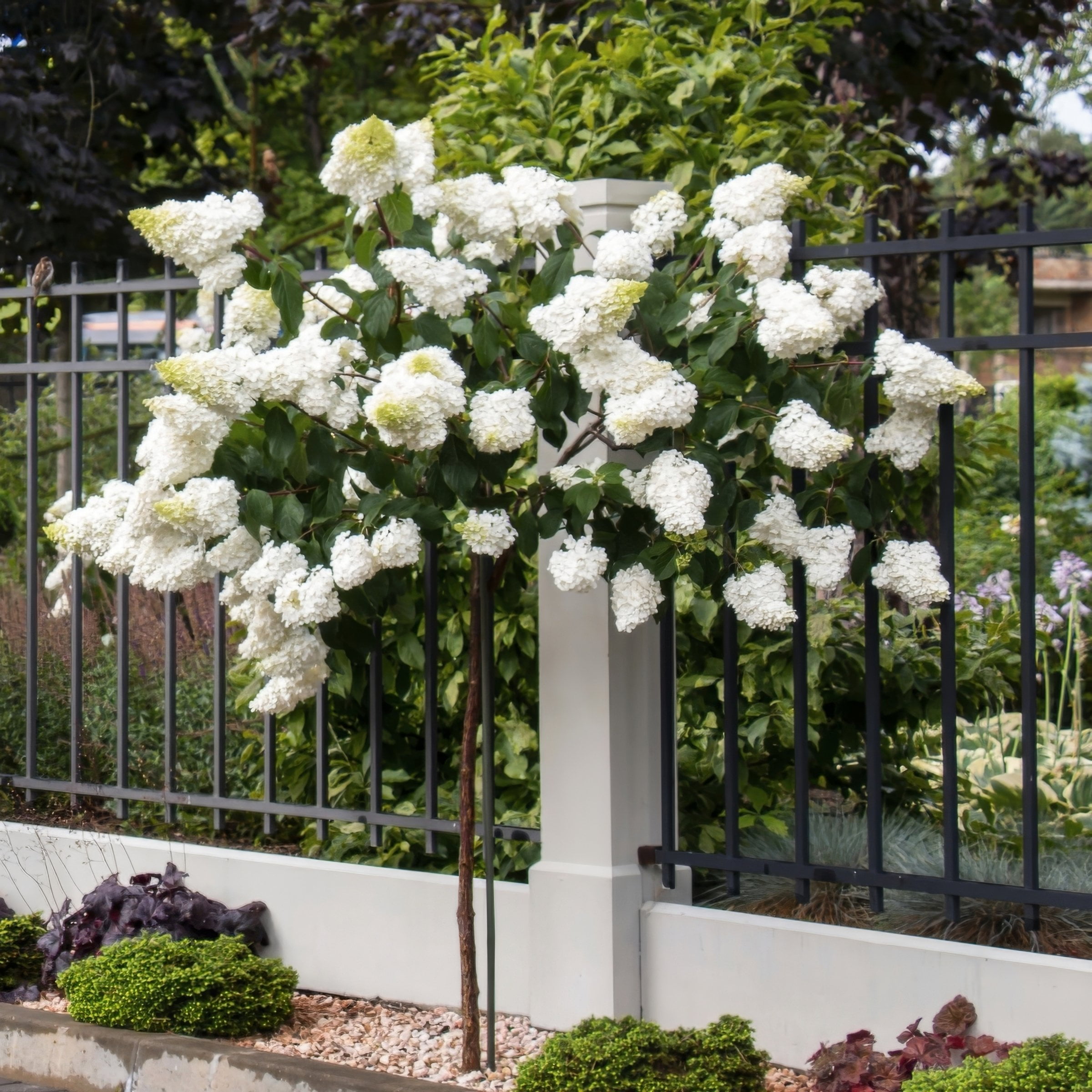 National Plant Network 2 gal Live Tree Hydrangea 'Limelight'