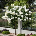 thumbnail image 6 of National Plant Network 2 gal Live Tree Hydrangea 'Limelight', 6 of 8
