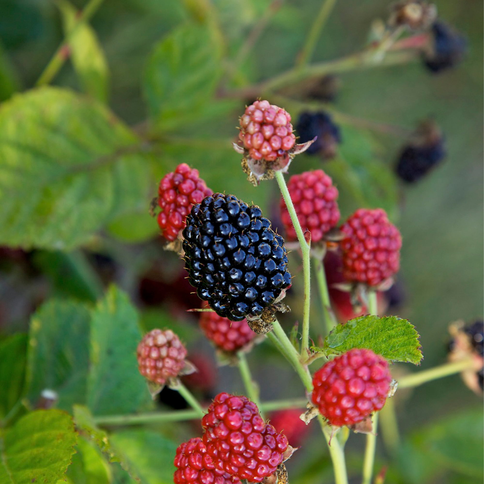 Bushel & Berry Blackberry Baby Cakes Live Shrub in 2-Gallon Grower Pot
