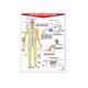 thumbnail image 1 of Póster Sistema Nervioso Educatodo B-0073-I, 1 of 2