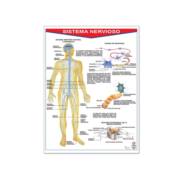 Póster Sistema Nervioso Educatodo B-0073-I