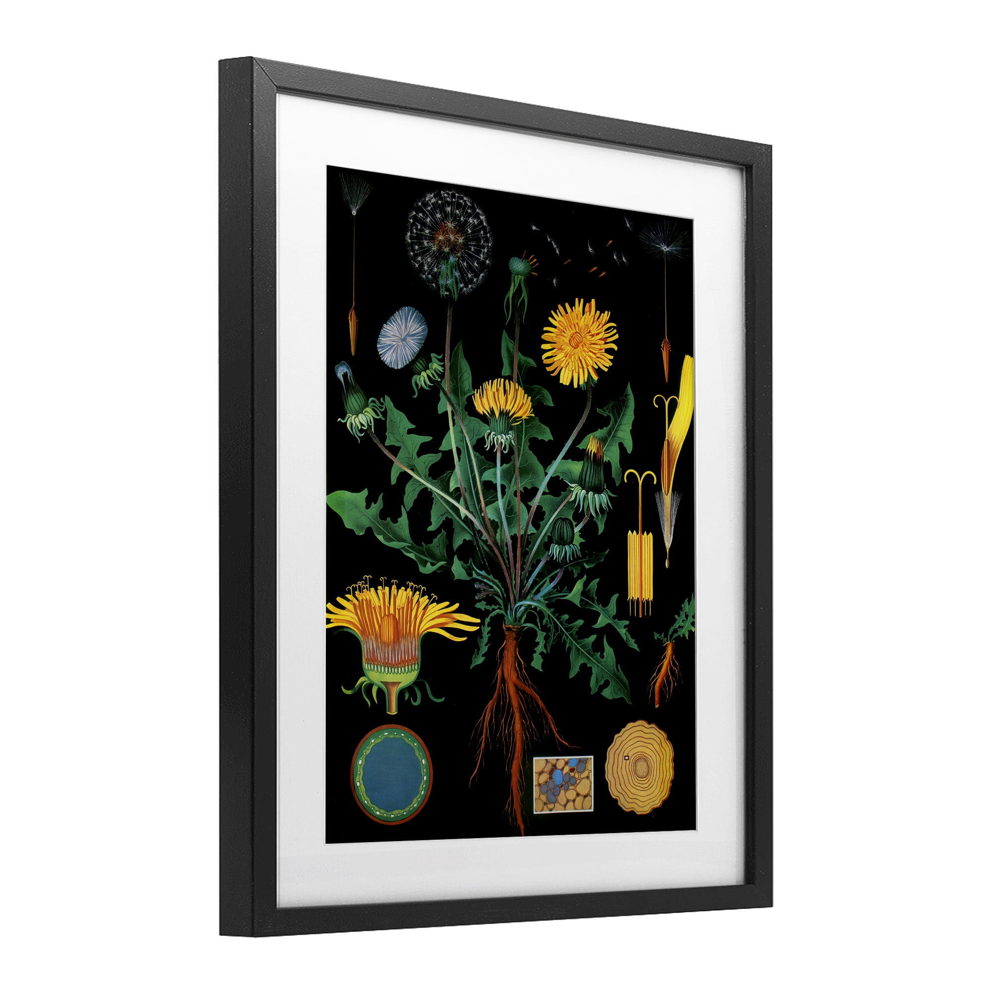 Stupell Industries Dandelion Botanical Illustration Black Framed Print Under Glass, design by Vintage Hustle