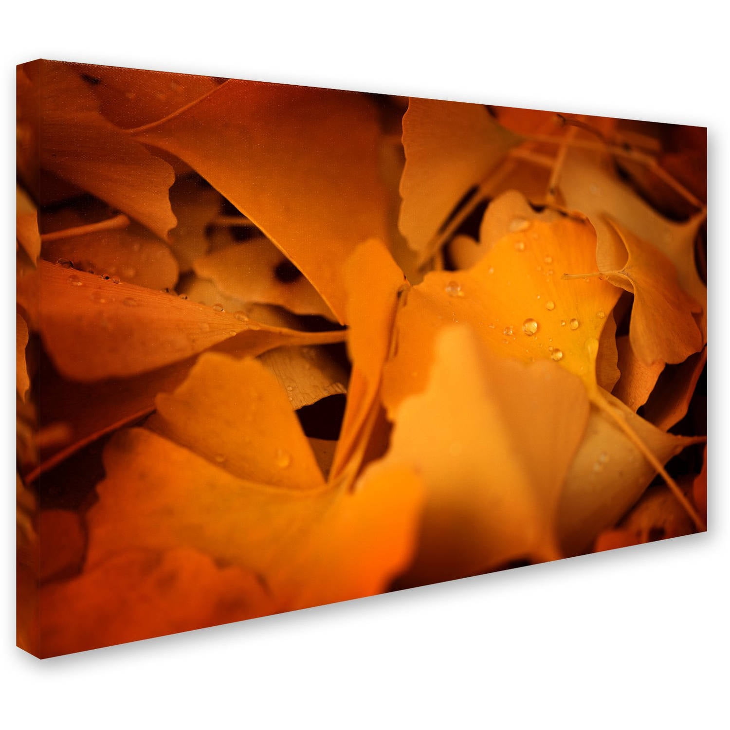Trademark Fine Art "Divine Pearls" Canvas Art by Philippe Sainte-Laudy