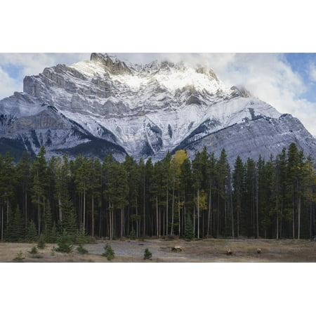 Elk in the Canadian Rockies, Banff National Park, UNESCO World Heritage Site, Canadian Rockies, Alb Print Wall Art By JIA