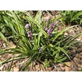 thumbnail image 2 of Classy Groundcovers, Lily Turf  'John Burch', Lilyturf, Border Grass, Monkey Grass (25 Pots, 3 1/2 inch square), 2 of 8