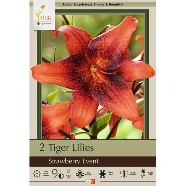 Strawberry Event Tiger Lily 2 Bulbs 14/16cm Bright Red Peppered Black
