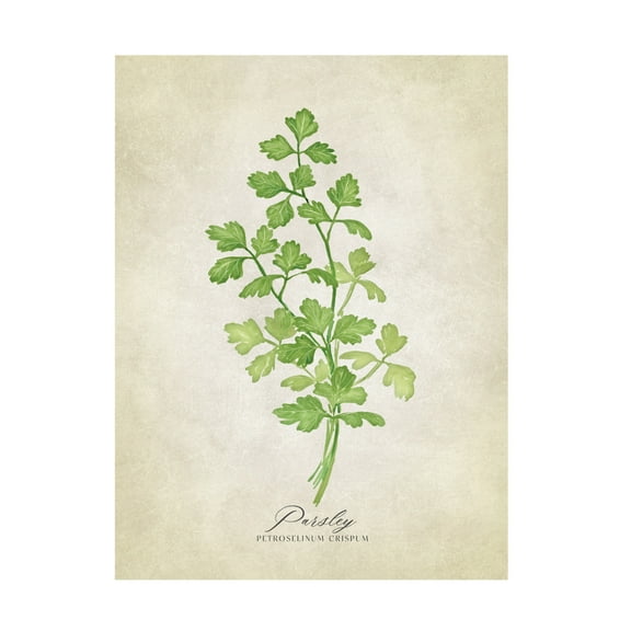 Trademark Fine Art Rosana Laiz Blursbyai Parsley vintage Canvas Wall Art