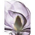 thumbnail image 2 of Art.com Purple Magnolia A43 Art Print by Albert Koetsier, 12" x 16", 2 of 4
