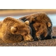 thumbnail image 2 of Jones, Adam 18x13 White Modern Wood Framed Museum Art Print Titled - Adult female grizzly bear and cub sleeping on beach at sunrise-Lake Clark National Park and Preserve, 2 of 4