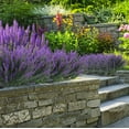 thumbnail image 6 of Morttic 12 Bundles Fake Flowers Artificial Lavender Faux Plastic Purple Flowers for Home Wedding Kitchen Garden Patio Window Box Office Table Centerpieces Indoor Outdoor Decor (Purple Lavender), 6 of 12