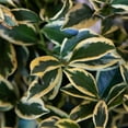 thumbnail image 2 of Southern Living Romeo Cleyera Live Shrub in 2-Gallon Grower Pot, 2 of 7