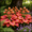 D, variant on Delicate Hosta—Stunning clump-Forming—Brings soft texture to shaded gardens——Year-Round ornamental appeal