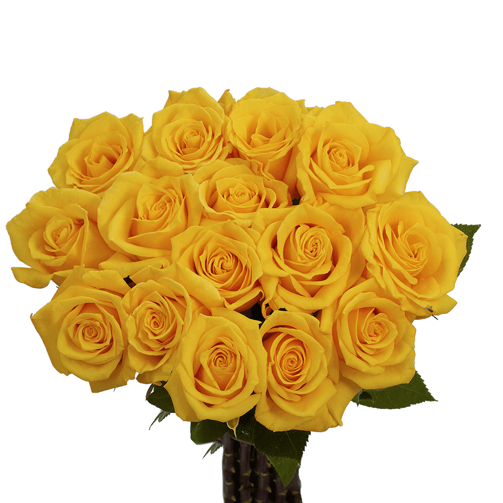50 Stems of Golden Star Roses Fresh Flower Delivery