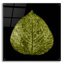Epic Art 'Green Leaf' by Photoinc Studio, Acrylic Glass Wall Art, 36"x36"
