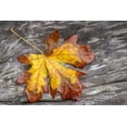 thumbnail image 2 of Jaynes Gallery 18x13 Gold Ornate Wood Framed with Double Matting Museum Art Print Titled - USA-Washington State-Seabeck Bigleaf maple leaf on driftwood, 2 of 4