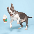 thumbnail image 2 of Bark Cup Of Bark Roast Coffee Cup Dog Toy, 2 of 2