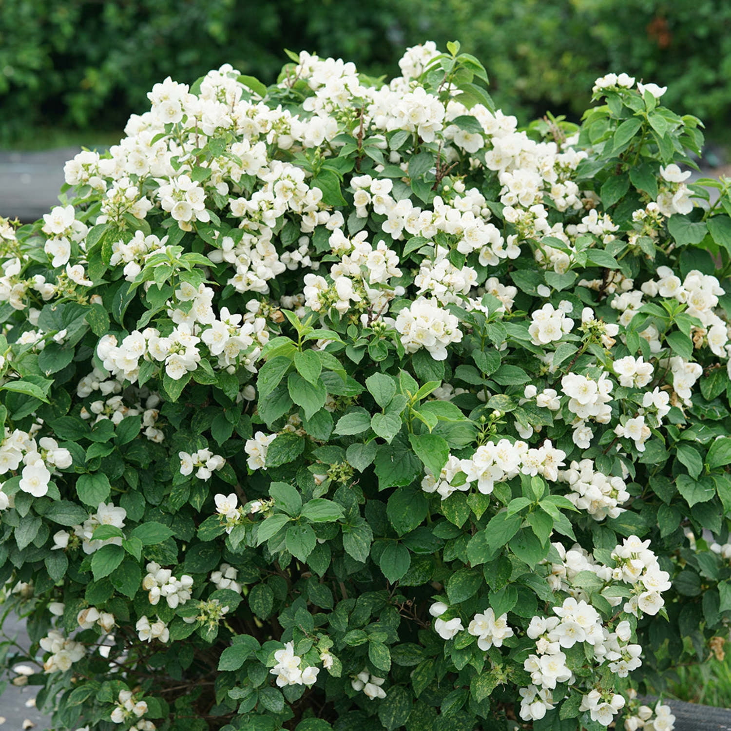 Proven Winners ColorChoice 5" White Illuminati Sparks Mockorange Live Plant in 4.5" Pot (4 Count)