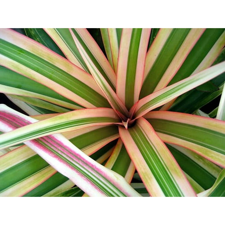 where to buy a snake plant near me Mother in Law Plant Sansevieria trifasciata Snake Plant