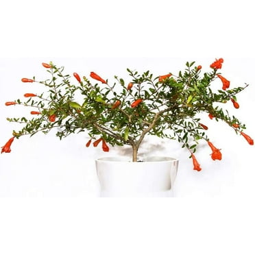 Dwarf Pomegranate Bonsai Seeds - 25 Seeds to Grow - Highly Prized Edible Fruit Bonsai - Made in USA, Ships from Iowa