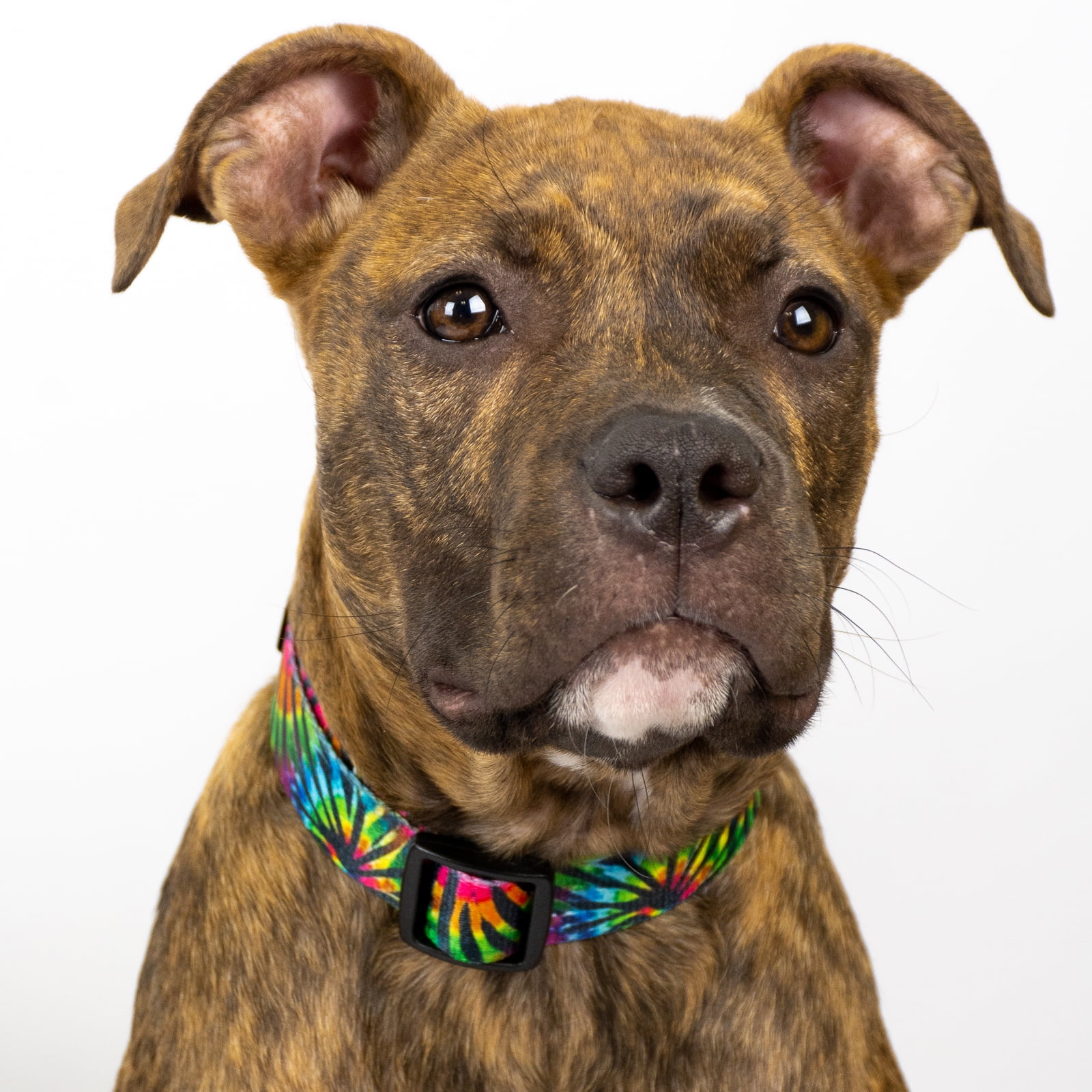 Country Brook Petz® Tie Dye Stripes Everyday Dog Collar and Leash, Medium