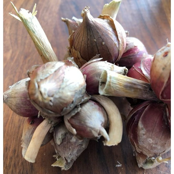 Egyptian Walking Onion (Allium x wakegi Bulbils) Bulbs