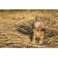 thumbnail image 5 of Garden Decor Animal Statue Small Brown & White Baby Lamb Playing, 5 of 5