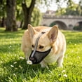 thumbnail image 2 of Dog Muzzle, Adjustable Breathable Soft Mesh Dog Muzzle for Small Medium Large Dogs, Pet Muzzle for Biting Chewing Grooming Black, 2 of 6