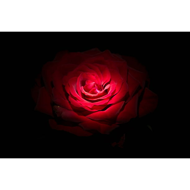 Canvas Print Brillante Rose Red Black Lover Flowers Love Stretched Canvas 10 X 14 Walmart Com Walmart Com