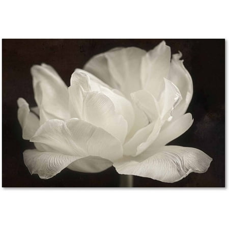 3 Arm Tulip - Trademark Fine Art 'White Tulip III' Canvas Art by Cora Niele