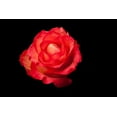 thumbnail image 2 of Brosius, Volker 18x13 Gold Ornate Wood Framed with Double Matting Museum Art Print Titled - Rose rot, 2 of 4