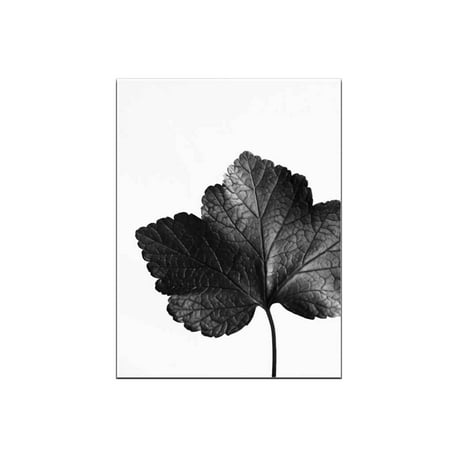 Black Leaves Visible Leaf Vein Patterns Canvas Printed Frameless Oil Paintings Drawings for