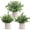 Green, variant on 3 Pack Mini Potted Fake Plants Artificial Plastic Eucalyptus Plants Topiaries for Home Office Desk Farmhouse Shelf Room Bathroom Decor(Sage Green)