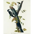 thumbnail image 3 of Audubon, John James 15x18 Black Modern Framed Museum Art Print Titled - Three-toed Woodpecker, 3 of 5