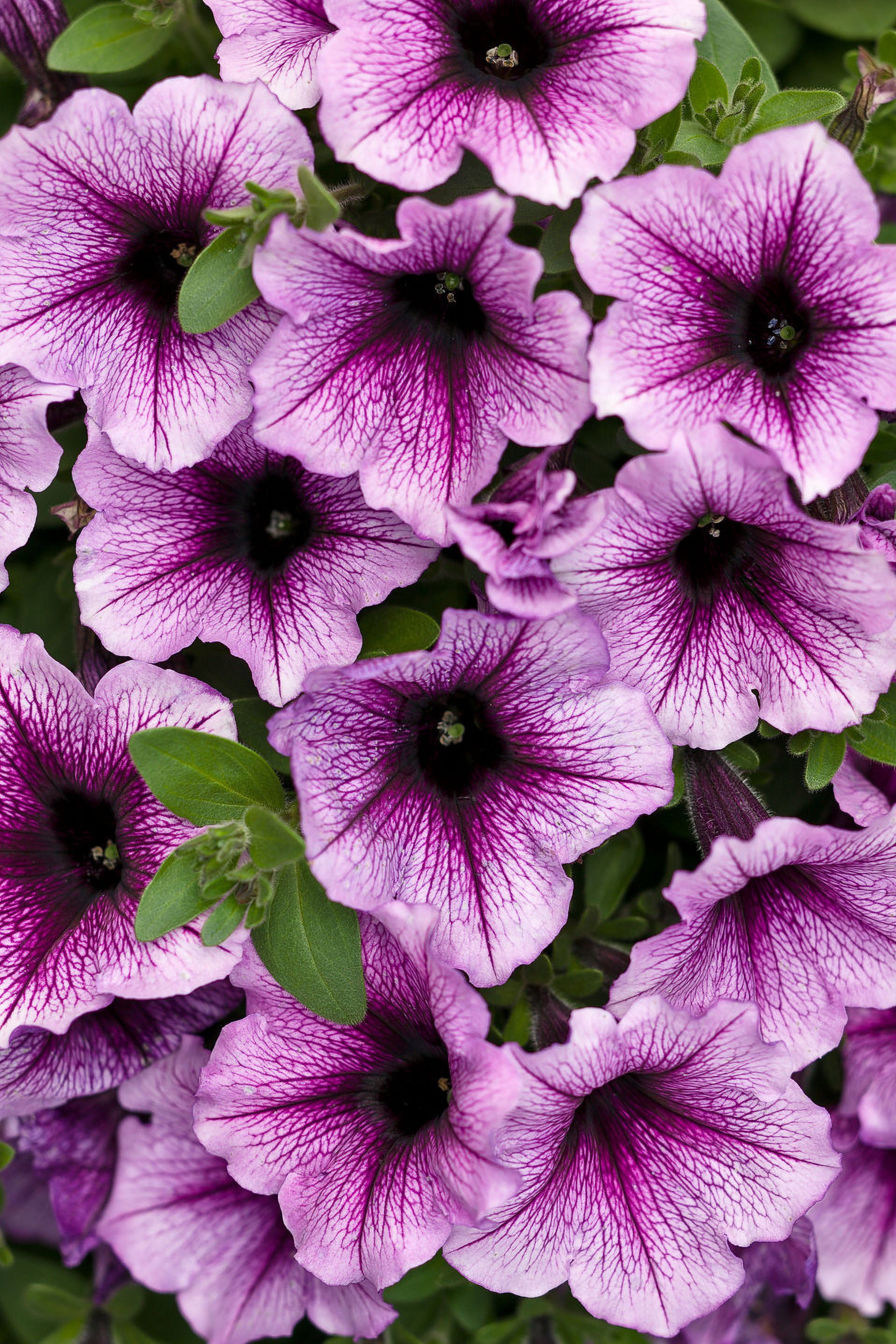 Proven Winners 2 Gallon Hanging Basket Multicolor Multispecies Flowering Combo Annuals Outdoor Live Plants Full Sun