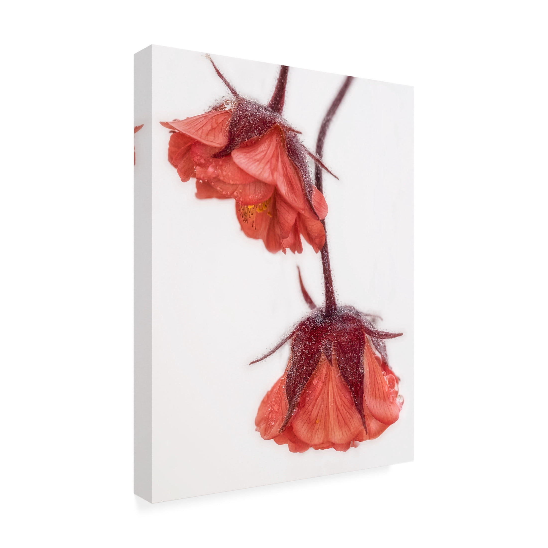 Trademark Fine Art Marie anne Stas Red and Wet Canvas Wall Art