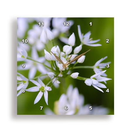 3dRose, Wild garlic. Germany, 15x15 Wall Clock