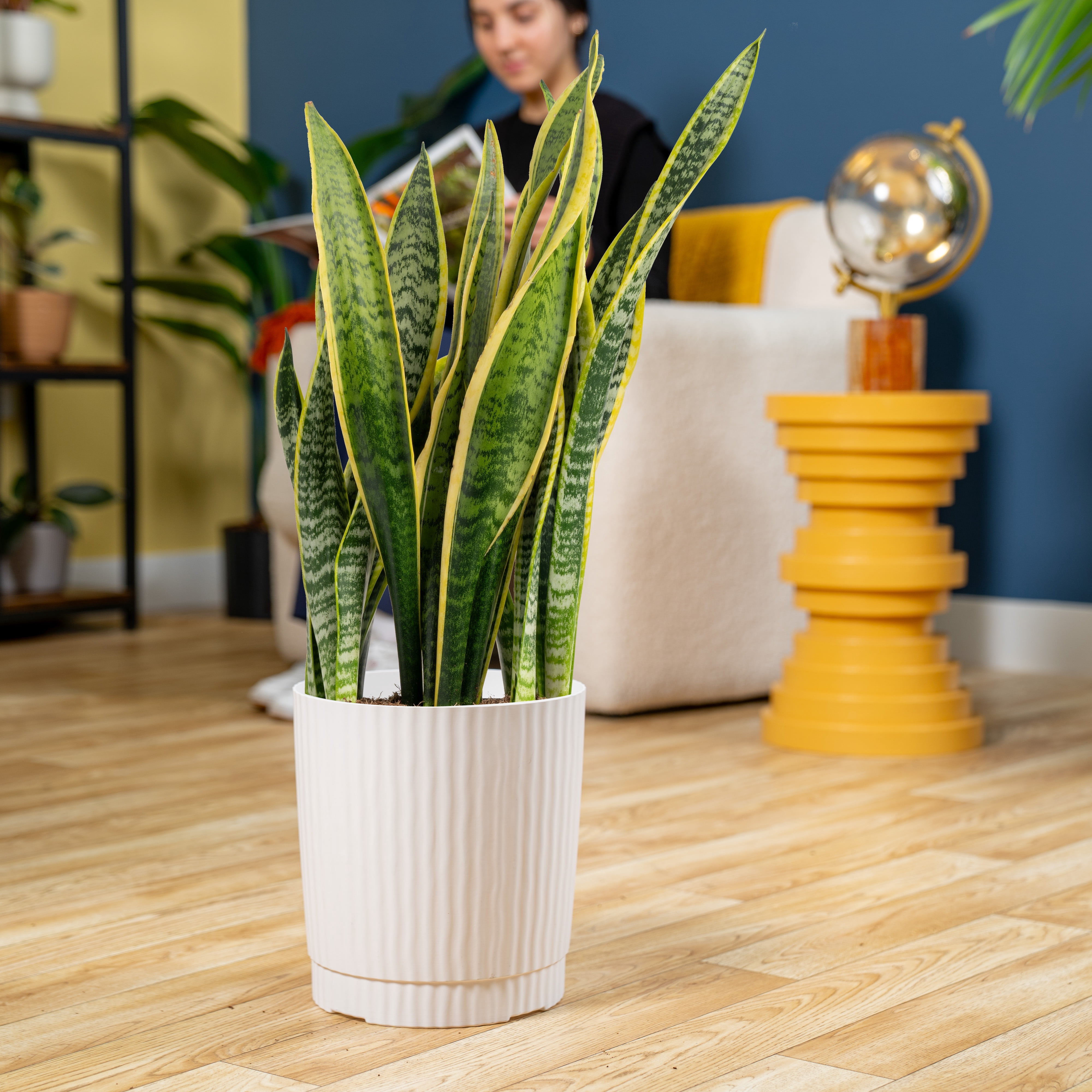 Plants with Benefits by Costa Farms 24" Sansevieria Snake Plant House Plant  in 10" Decor Pot - Walmart.com